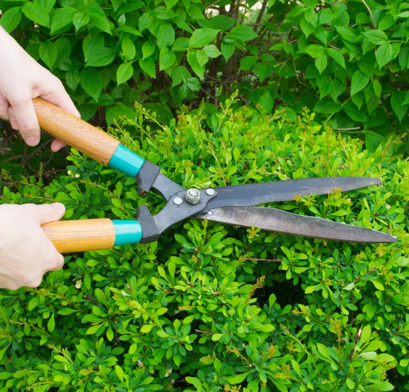 Cutting & Pruning Tools