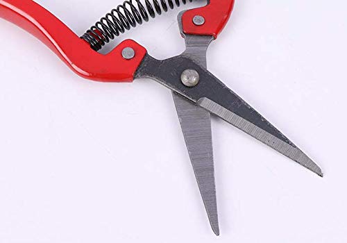 WOIWO 1 PCS Thin Fruit Scissors Picking Fruit Scissors Multi-Functional Garden Tools Turned Up to Pick Tomato Grape Orange Scissors (Quarter Bend)