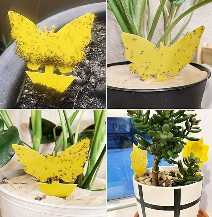 96 Pack Fruit Fly Trap for Indoors, Fungus Gnat Killer Indoor Sticky Traps for Mosquito, Bug Insect Catcher Killer for Houseplant