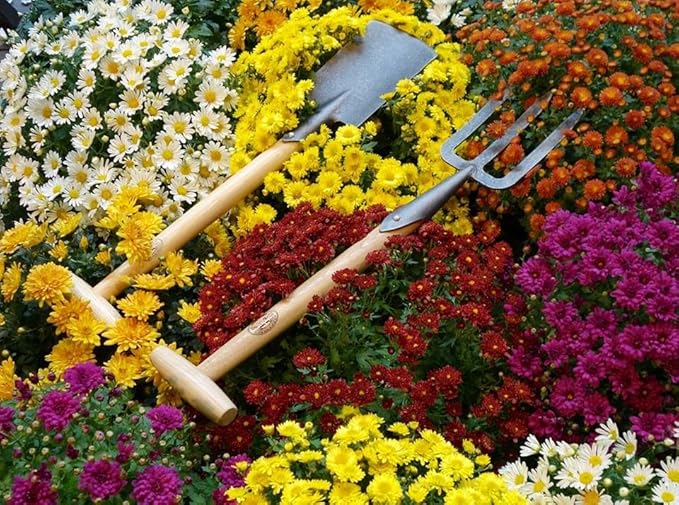 Dewit Perennial Spade – Long Handle | Compact Garden Digging Tool | T-Handle | Tempered Boron Steel Blade | Ash Wood | 38” Length