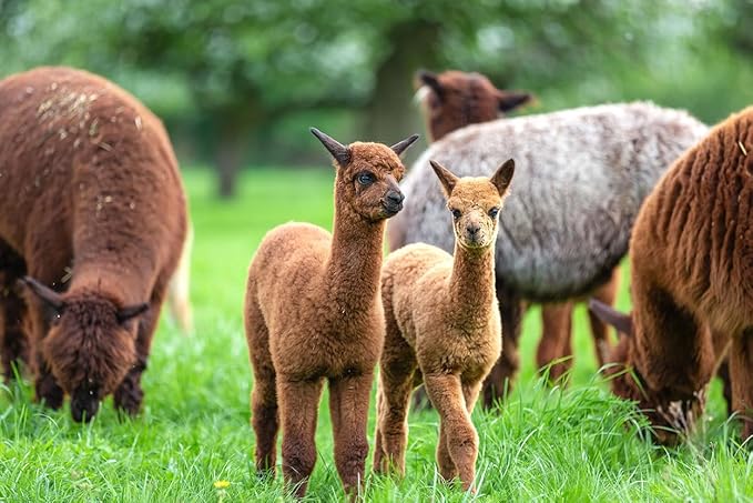 Alpaca Home 100% Alpaca Wool Dryer Balls - Felted - Set of 3 - Made in USA - All Natural Colors - Hypoallergenic