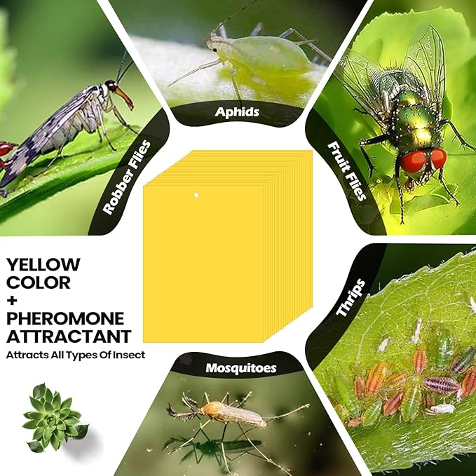 Qualirey 250 Pcs 6 x 8 Inch Sticky Traps for Gnats Dual Sided Fruit Fly Sticky Traps for Indoor and Outdoor Plant with Twist Ties and Plastic Holders for Flying Plant Insect, Fungus Gnats (Yellow)