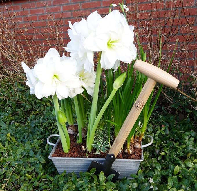Dewit Perennial Spade – Compact Digging Tool for Tight Spaces | T-Handle | Tempered Boron Steel | Ash Wood | 22.75” Length