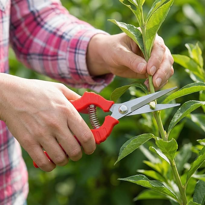 20 Pcs Pruning Shears Bud Trimming Scissors Bulk 8 Inch Pruning Shears Garden Scissors for Precise Cut Bonsai Gardening Hand Pruner with Straight Stainless Steel Blade Pruning Snip for Flower Plant, R