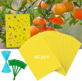 Dwcom 60 Pack Yellow Sticky Traps for Gnats Fruit Fly Traps for Indoors, Fungus Gnat Traps for House Indoor Fly Paper Indoor for Gnats Killer Indoor Trap