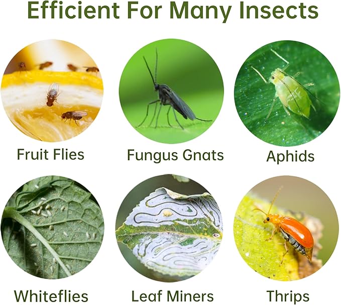 120 Pack Fruit Fly Trap for Indoors, Fungus Gnat Killer Indoor Sticky Traps for Mosquito and Flying Insects, Bug Pest Insect Catcher Killer for Houseplant