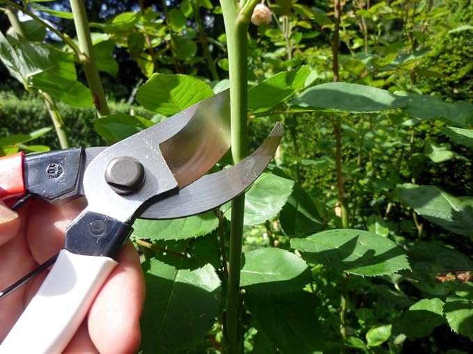 Okatsune Pruning Shears Unique 8.3 inches (210 mm) (Blister) No. 104