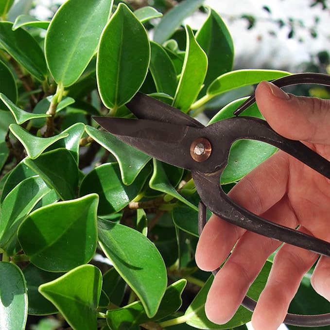 BambooMN Bonsai 7" Heavy Duty Butterfly Shear - 10 Pieces