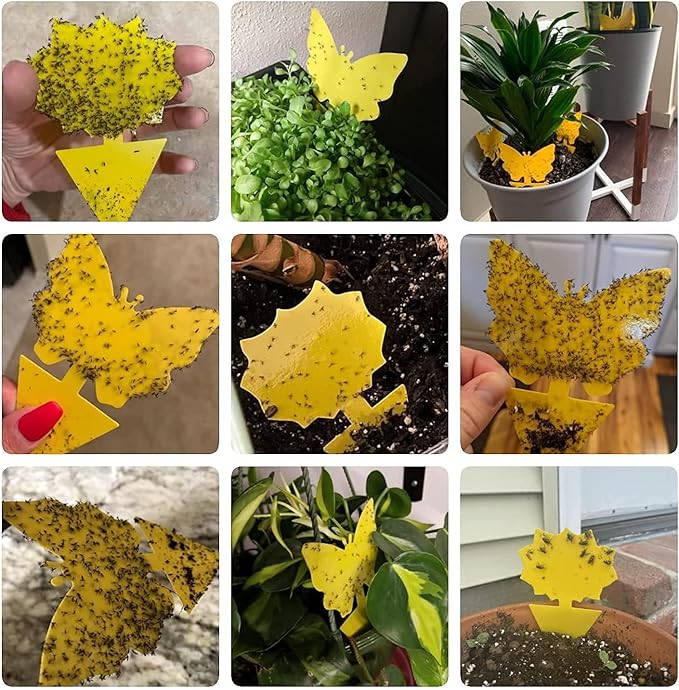 40 Pack Fungus Gnat Traps for House Indoor, Fungus Traps Fruit Fly Traps for Indoors Gnats Sticky Traps for Plants Yellow Sticky Traps for Gnats