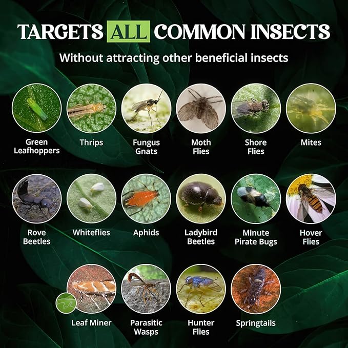 Catchmaster GRO Yellow Regular Double Sided Sticky Traps 72PK, Adhesive Bug & Fruit Fly Trap, Pest Control for Home, Farm, Garden, Hydroponics & Greenhouse, Protect Live Plants Indoor & Outdoor