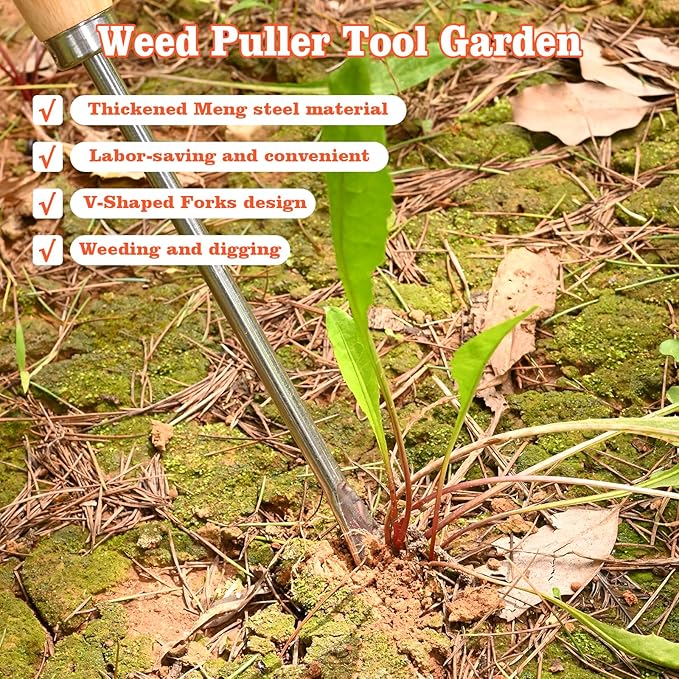 Wooden Handle Dandelion Weeder Tool - Polished Stainless Steel Dual - Forked Head Dandelion Weeder Puller Tool for Planting, Weeding, Flower & Vegetable Care with Nylon Nitrile Coated Gloves