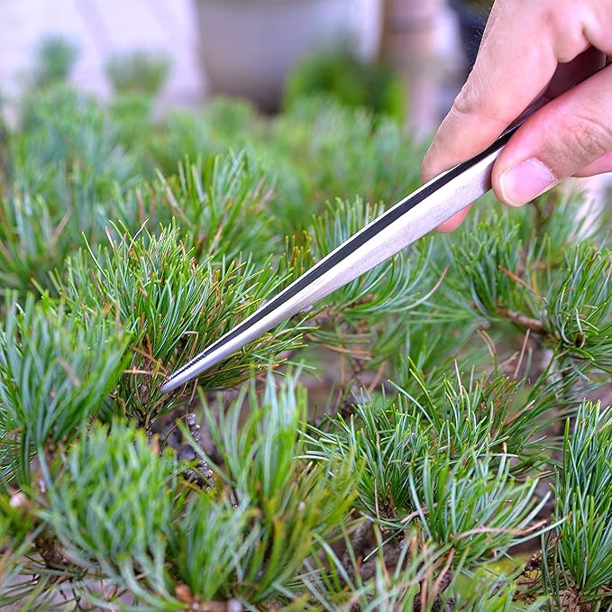 KAKURI Bonsai Tweezers Straight Serrated Tips with Spatula 8.8" - Made in Japan - Professional Bonsai Care Tool - Japanese Stainless Steel